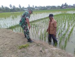 Langkah Nyata Babinsa Dewantara Dampingi Petani Cek Hama Padi Demi Sukseskan Ketahanan Pangan