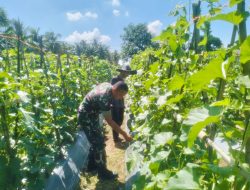 Melon Warga Makin Rapi, Babinsa Turun Langsung Rawat Tanaman