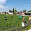 Babinsa Koramil Ngrampal Dampingi Petani Ngarum, Pastikan Pemupukan Padi Berjalan Optimal