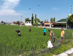 Babinsa Koramil Ngrampal Dampingi Petani Ngarum, Pastikan Pemupukan Padi Berjalan Optimal