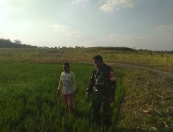 Modal Besar, Harapan Lebih Besar: Petani Kemusu Tetap Bertahan di Musim Tanam Ketiga