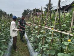 Sentuhan Hangat Babinsa Kodim 0103/Aceh Utara, Turun Ke Kebun Dampingi Petani Melon
