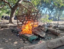 Polres Bima Tegas Berantas Judi Sabung Ayam, Arena di Belo Dibakar