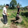 Dari Pembibitan ke Kebun, Babinsa Dampingi Persiapan Bibit Pepaya Warga