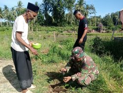 Dari Pembibitan ke Kebun, Babinsa Dampingi Persiapan Bibit Pepaya Warga