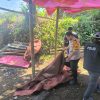 Polisi Bongkar Arena Diduga Sabung Ayam di Karangploso Malang