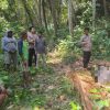 Pemuda 22 Tahun di Desa Sandue Jatuh dari Pohon Kelapa, Nyawanya Tak Tertolong