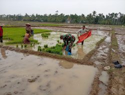 Babinsa Turun ke Lumpur, Babinsa Bantu Petani Siapkan Bibit Padi