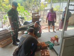 Babinsa Ngrampal Turun Tangan, UMKM Ayam Petelur Desa Bener Dipantau