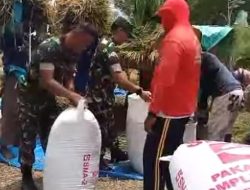 Panen Padi Tiba, Babinsa Ngrombo Ikut Turun Sawah Dampingi Petani Sukarmin