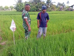 Babinsa Turun ke Sawah, Pertumbuhan Padi Uteun Geulinggang Dicek Langsung
