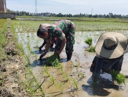 Babinsa Samudera Tetap Bantu Petani Tanam Padi