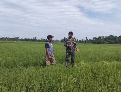 Pendampingan Ketahanan Pangan, Babinsa Tinjau Langsung Pertumbuhan Padi Bersama Petani