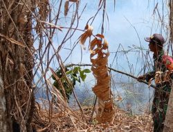 Babinsa Kimaam Respon Cepat, Padamkan Kebakaran Lahan Sebelum Meluas ke Permukiman Warga Kampung Kiworo