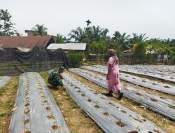 Kebersamaan Babinsa dan Petani di Lahan Cabai, Wujud Nyata Pendampingan Pertanian di Desa Batu 12