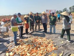 Dukung Program Swasembada Pangan, Danramil 0825/07 Cluring Panen Raya Jagung Bersama PT Maxxi Agri Indonesia di Desa Cluring