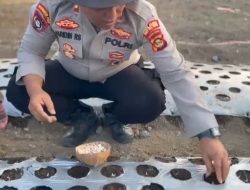 Polres OKU Selatan Perkuat Program Ketahanan Pangan Nasional Lewat Penanaman Susulan Bawang Putih