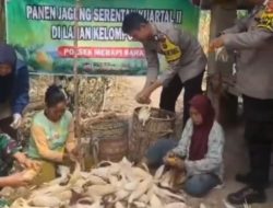 Panen Jagung di Lahan 1 Hektare Desa Tanjung Pinang, Polsek Merapi Barat