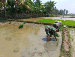 Babinsa Koramil 12/Tnp Bantu Petani Tanam Padi di Paloh