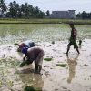 Kaki Terendam Lumpur, Serda Sulaiman Tetap Dampingi Warga Tanam Padi