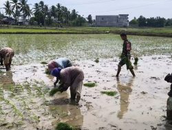 Kaki Terendam Lumpur, Serda Sulaiman Tetap Dampingi Warga Tanam Padi