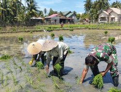 Babinsa Koramil 06/Smd Laksanakan Pendampingan Pertanian Tanam Padi