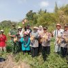 Bersama Kelompok Tani Ngudi Makmur,Danramil Sukacita Panen Ubi Jalar