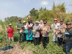 Bersama Kelompok Tani Ngudi Makmur,Danramil Sukacita Panen Ubi Jalar