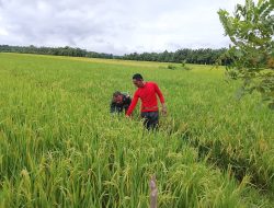 Wujudkan Pangan Mandiri, Babinsa Koramil 20/Cot Girek Turun Langsung ke Sawah Warga