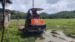 Olah Sawah Pakai Traktor, Babinsa Nisam Dampingi Petani Siapkan Lahan Tanam