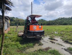 Olah Sawah Pakai Traktor, Babinsa Nisam Dampingi Petani Siapkan Lahan Tanam