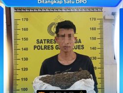 Satresnarkoba Polres Gayo Lues Gagalkan Peredaran Ganja 957 Gram di Pining, Satu Pelaku Diringkus