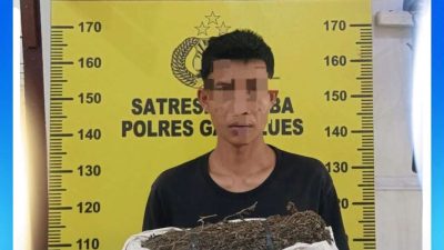 Satresnarkoba Polres Gayo Lues Gagalkan Peredaran Ganja 957 Gram di Pining, Satu Pelaku Diringkus