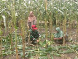 Babinsa Geureudong Pase Turun ke Kebun, Dampingi Ibu Fatimah Panen Jagung