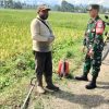Komsos di Sawah, Babinsa Nisam Bahas Perawatan Padi dan Rumput Liar