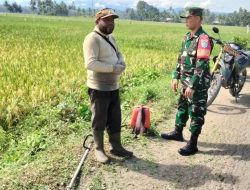 Komsos di Sawah, Babinsa Nisam Bahas Perawatan Padi dan Rumput Liar