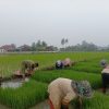 Turun ke Sawah, Babinsa Bantu Petani Cabut Bibit Padi