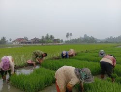 Turun ke Sawah, Babinsa Bantu Petani Cabut Bibit Padi