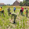 Semangat Babinsa Menjaga Ketahanan Pangan, Sentuhan Kasih untuk Bulir Jagung Gondanglegi