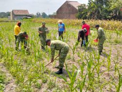 Semangat Babinsa Menjaga Ketahanan Pangan, Sentuhan Kasih untuk Bulir Jagung Gondanglegi
