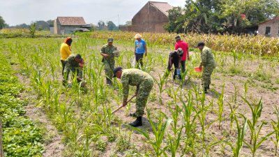 Semangat Babinsa Menjaga Ketahanan Pangan, Sentuhan Kasih untuk Bulir Jagung Gondanglegi