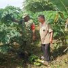 Sambil Komsos di Kebun Pepaya, Babinsa Matangkuli Jalin Silaturahmi dengan Warga