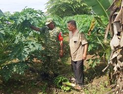 Sambil Komsos di Kebun Pepaya, Babinsa Matangkuli Jalin Silaturahmi dengan Warga