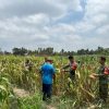 Sinergi Ketahanan Pangan,Koramil 04/Tempel dan Petani Mororejo Panen Jagung Bersama