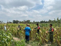 Sinergi Ketahanan Pangan,Koramil 04/Tempel dan Petani Mororejo Panen Jagung Bersama
