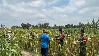 Sinergi Ketahanan Pangan,Koramil 04/Tempel dan Petani Mororejo Panen Jagung Bersama