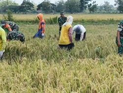 Babinsa Karangmalang Turun ke Sawah, Petani Berharap Harga Gabah Tak Dipermainkan Tengkulak