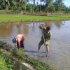 Babinsa Tanah Pasir Turun ke Sawah, Dampingi Petani Siapkan Lahan Tanam Padi