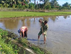 Babinsa Tanah Pasir Turun ke Sawah, Dampingi Petani Siapkan Lahan Tanam Padi