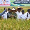 Panen Padi Inpari 49, Bukti Nyata Program Cetak Sawah Rakyat di OKU Timur